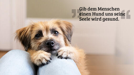 Die besten Hundesprüche & die schönsten Hundezitate!
